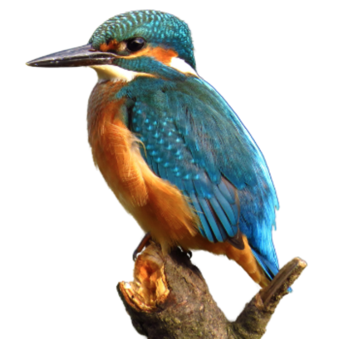 bird